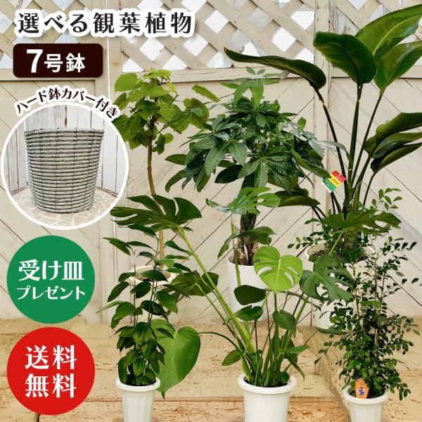選べる7品種】観葉植物7号鉢 +鉢カバー グレー (受け皿プレゼント