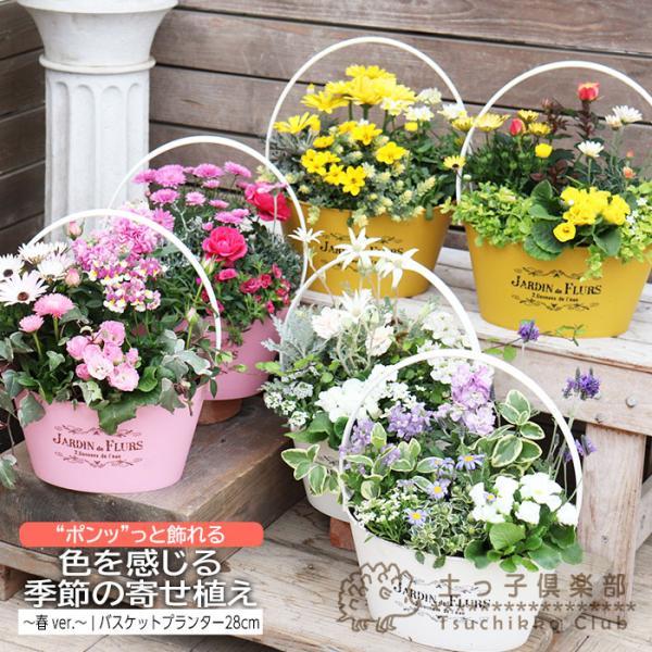 植物専門店の「土っ子倶楽部」がお届けるコスパもバツグンな春の寄せ植えです。玄関先やベランダなどのに“ポンッ”と置いてウェルカムフラワーとしてもお使い下さい。新鮮で元気いっぱおのお花たちを使って、お選び頂いた鉢色に合わせてステキに寄せ植えてお...