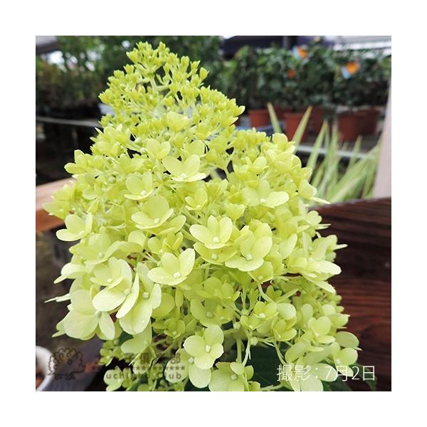 ピラミッドアジサイ ライムライト 10 5cmポット苗 Buyee Buyee Japanese Proxy Service Buy From Japan Bot Online