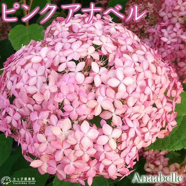 アジサイ ピンクアナベル 10 5cmポット苗 H 087 花と緑の専門店 土っ子倶楽部 通販 Yahoo ショッピング