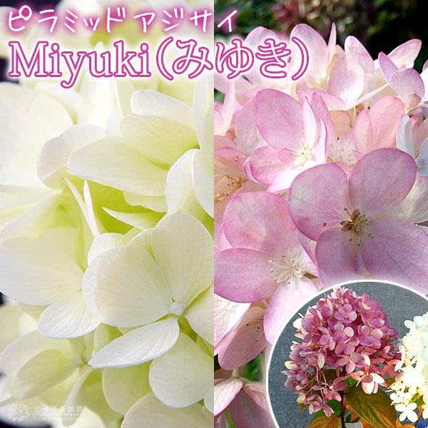 ピラミッドあじさい内容説明ご予約ページ（読む所から） ピラミッドあじさい内容説明ご予約ページ（読む所から） ピラミッド