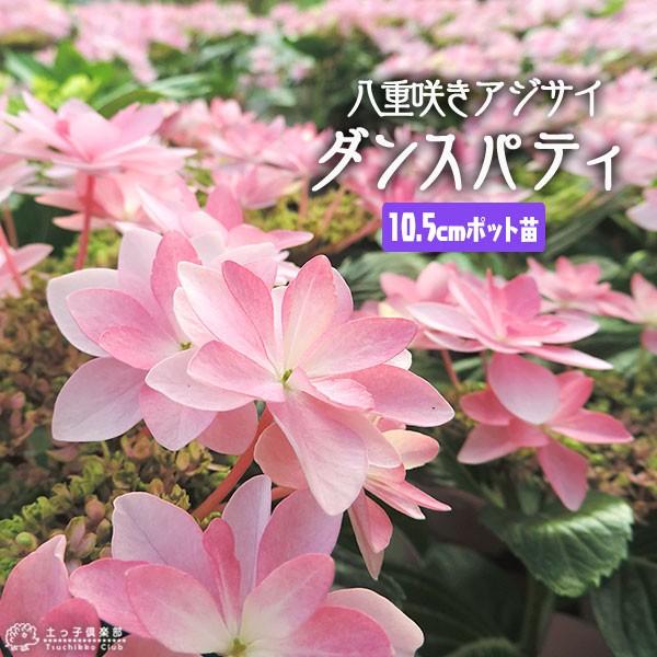 八重咲き アジサイ 『 ダンスパティ 』 10.5cmポット苗