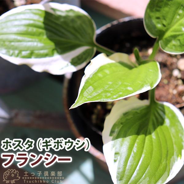 ホスタ （ ギボウシ ） フランシー 10.5cmポット苗 : 花と緑の専門店
