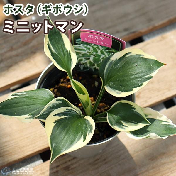 ホスタ（ギボウシ） ミニットマン 10.5cmポット苗 : 花と緑の専門店 土