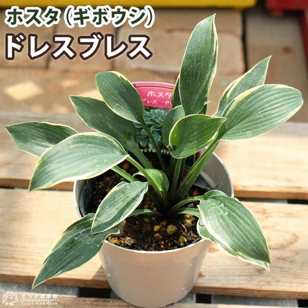 ホスタ ギボウシ ドレスブレス 10 5cmポット苗 Hos 045 花と緑の専門店 土っ子倶楽部 通販 Yahoo ショッピング