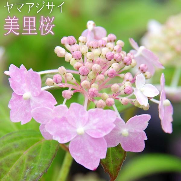 ヤマアジサイ 『 美里桜 』 9cmポット苗 : 花と緑の専門店 土っ子