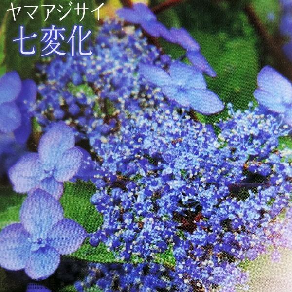 ヤマアジサイ 七変化 9cmポット苗 Hs 096 花と緑の専門店 土っ子倶楽部 通販 Yahoo ショッピング