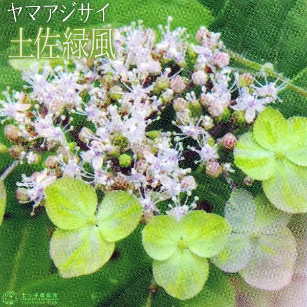 ヤマアジサイ 土佐緑風 9cmポット苗 Hs 126 花と緑の専門店 土っ子倶楽部 通販 Yahoo ショッピング
