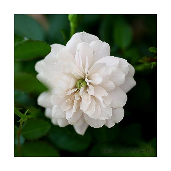 ミニバラ グリーンアイス 9cmポット苗 四季咲き 2個組 Buyee Buyee 일본 통신 판매 상품 옥션의 대리 입찰 대리 구매 서비스