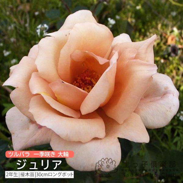 ツルバラ 大輪 ジュリア 2年生接 ぎ木苗 クライミングローズ 一季咲 Rc 038 花と緑の専門店 土っ子倶楽部 通販 Yahoo ショッピング