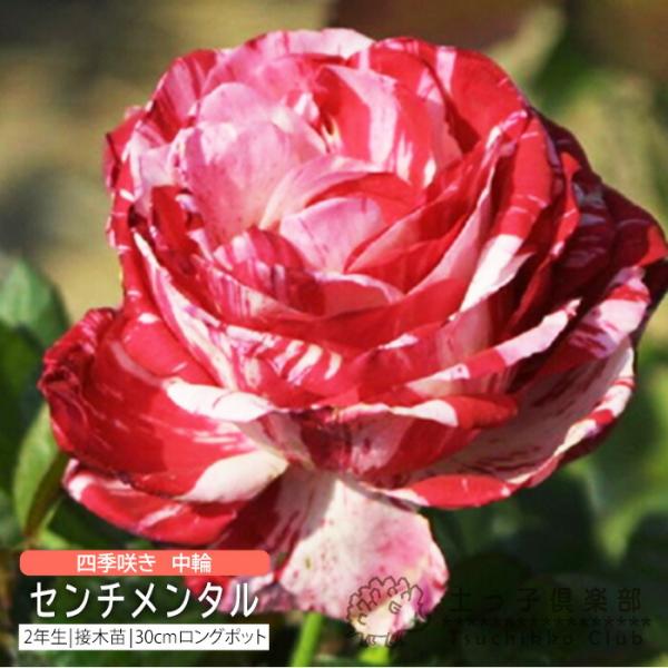 四季咲き 中輪 センチメンタル 2年生 接ぎ木苗 フロリバンダローズ Rf 026 花と緑の専門店 土っ子倶楽部 通販 Yahoo ショッピング