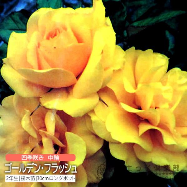 鮮やかな黄色で花色が褪色しにくい。花付も大変よく、香りもあります。