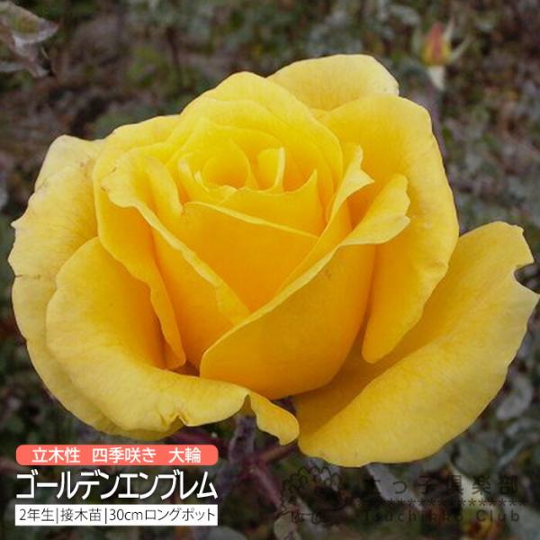 produce87_rh-026