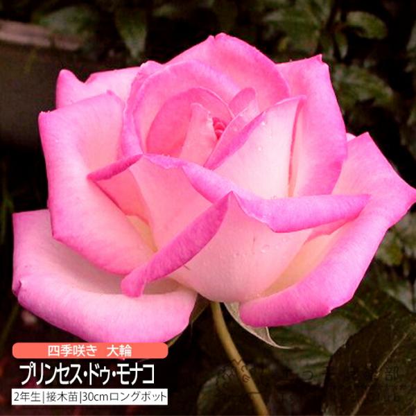 ゆったりと開く巨大輪は、白色に鮮やかなピンクの覆輪が美しい。モナコ公国の王妃だったグレース・ケリーにふさわしい気品を持った品種です。