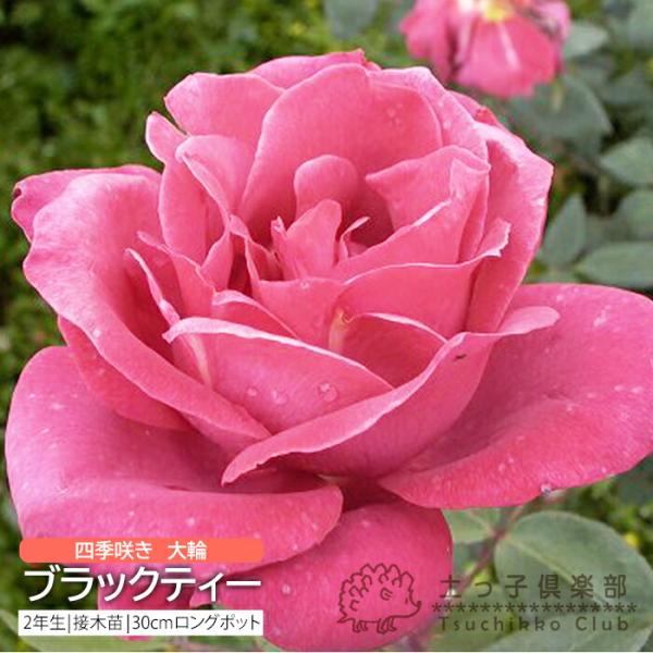 深い紅茶色で、半剣弁盃状咲き。夏は朱色に近い花になる。ティの香りがする。強健種で、開花後に切り戻すと、また次々に開花します。春と秋が最盛期です。