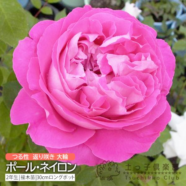 ローズピンクの大輪は後に紫がかって美しく、濃厚な香りのゴージャスなバラです。花径10〜12cmのシャクヤクのように花弁を重ねた花はボリューム満点、圧倒的な存在感です。花もちが良くトゲが少ない品種で、葉も大きくバランスが取れています。フェンス...