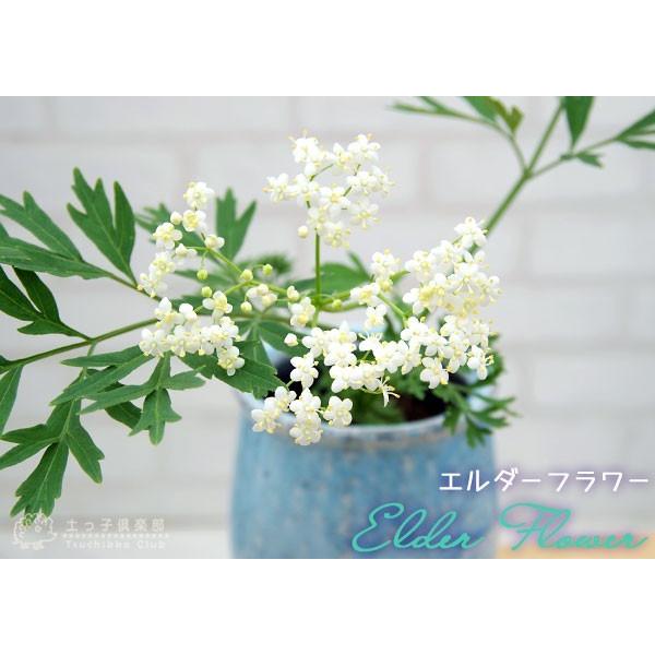 エルダーフラワー 西洋ニワトコ 細葉 9cmポット苗 Buyee Buyee 日本の通販商品 オークションの代理入札 代理購入