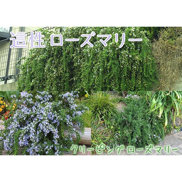ローズマリー 這性タイプ 9cmポット苗 Buyee Buyee 日本の通販商品 オークションの代理入札 代理購入