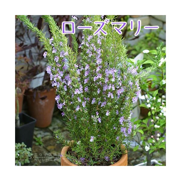 ローズマリーティーは気分一新、頭をすっきりさせたいときに飲むのにピッタリなハーブ。更年期の女性にも効果的、乾燥させた葉を肉料理、ビスケットに。ローズマリー特有の樟脳のようなツンとくる強い香りは脳の働きを良くし、記憶力を高める効果があると言わ...