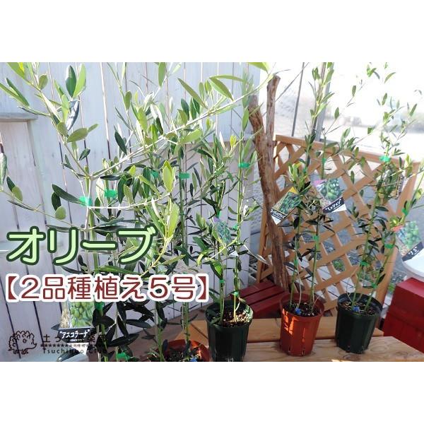 オリーブ 2品種植え 2年生 5号スリット鉢 Buyee Buyee Japanese Proxy Service Buy From Japan Bot Online