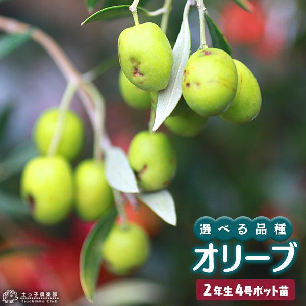 オリーブ 2年生 4号ポット苗 全9品種 選べる品種 S 079 花と緑の専門店 土っ子倶楽部 通販 Yahoo ショッピング