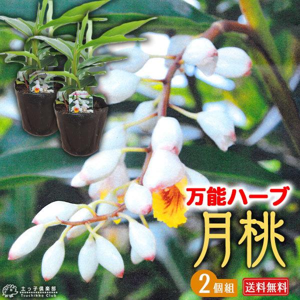 月桃 ゲットウ 2個セット 送料無料 4号ポット苗 S 084 2ps 花と緑の専門店 土っ子倶楽部 通販 Yahoo ショッピング
