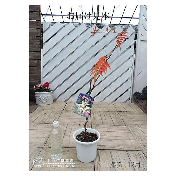 珍珠梅 チンシバイ ニワナナカマド 5号鉢植え Buyee Buyee 日本の通販商品 オークションの代理入札 代理購入