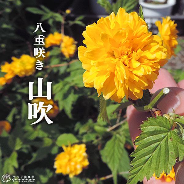 ヤマブキ 『 山吹 （ 八重 ） 』 15cmポット苗 : 花と緑の専門店 土っ