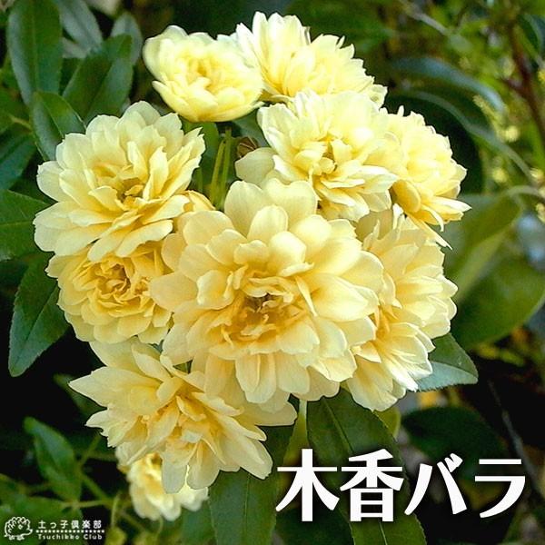 黄八重の木香バラです。晩春に香りのよい花を枝先に2、3個ずつ付け、多数の花弁をもつ花が、長く伸びた茎に咲き並ぶと、樹幹全体が花におおわれ、華やかな雰囲気です。鉢植え、庭木、生垣など用途様々です。病害虫も少なく非常に丈夫な植物です。黄花の八重...