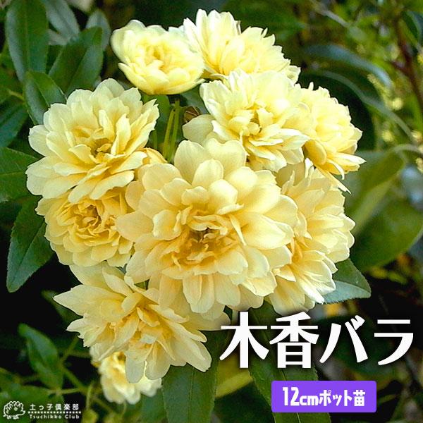 黄八重の木香バラです。晩春に香りのよい花を枝先に2、3個ずつ付け、多数の花弁をもつ花が、長く伸びた茎に咲き並ぶと、樹幹全体が花におおわれ、華やかな雰囲気です。鉢植え、庭木、生垣など用途様々です。病害虫も少なく非常に丈夫な植物です。黄花の八重...