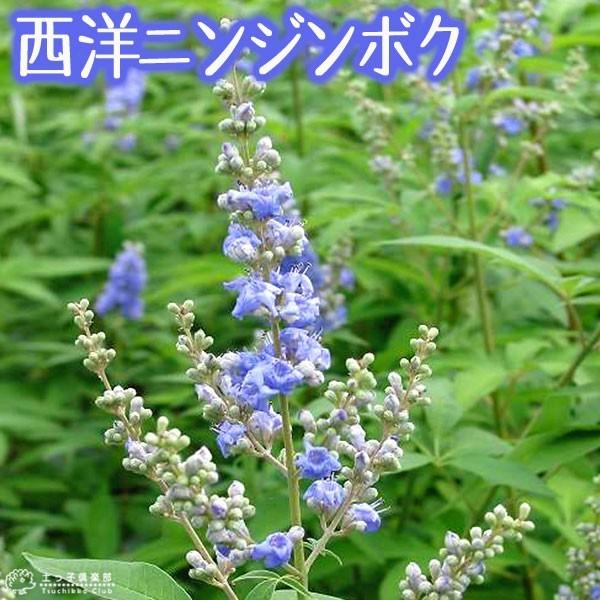 西洋ニンジンボクの通販 価格比較 価格 Com