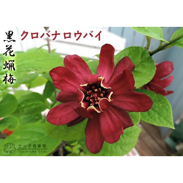 黒花蝋梅 クロバナロウバイ カリカンサス プレゼント 5号鉢植え Buyee Buyee Japanese Proxy Service Buy From Japan Bot Online