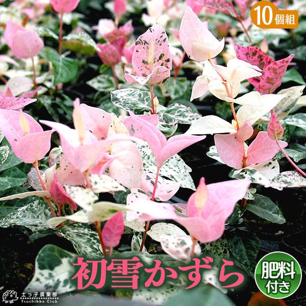 テイカカズラの斑入り品種で新芽が綺麗な白やピンクに変化します。冬には紅葉し、一年中楽しめます。非常に丈夫なツル性植物です。