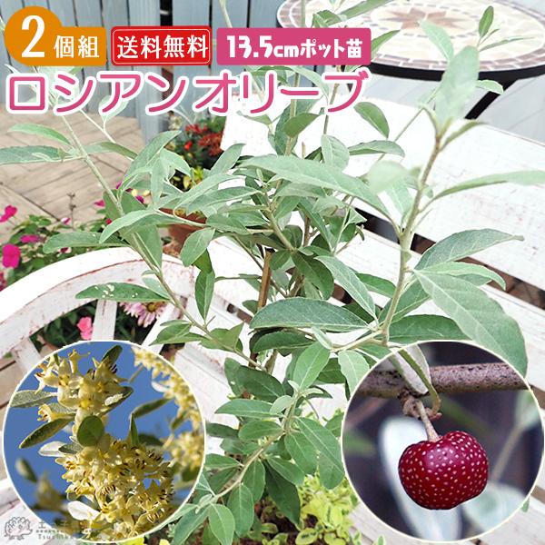 VAI[u  13.5cm|bgc i חtO~ j y2Zbgz yz