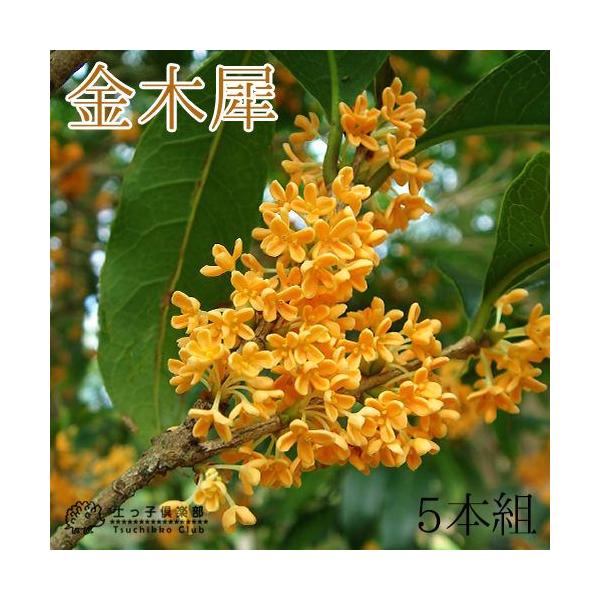 キンモクセイ 盆栽 植木の人気商品 通販 価格比較 価格 Com