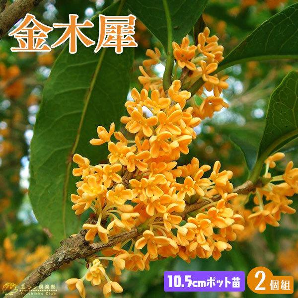 キンモクセイ (金木犀) 2個セット 10.5cmポット苗 : 花と緑の キンモクセイ (金木犀) 2個セット 10.5cmポット苗 : 花と緑の