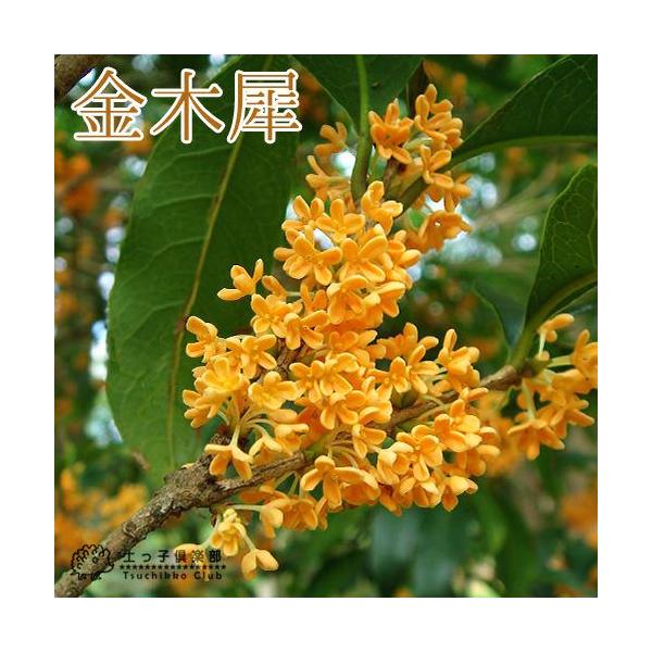 秋空に強い香りを放つキンモクセイ。庭の主木や玄関脇、庭の植栽に利用しますが、生垣にしても面白い木です。この花で、モクセイ酒（ホワイトリカーにつける）を作り、風味を楽しみます。病虫害も少なくて刈り込みにも耐えるので、生垣樹にも適します。日当た...