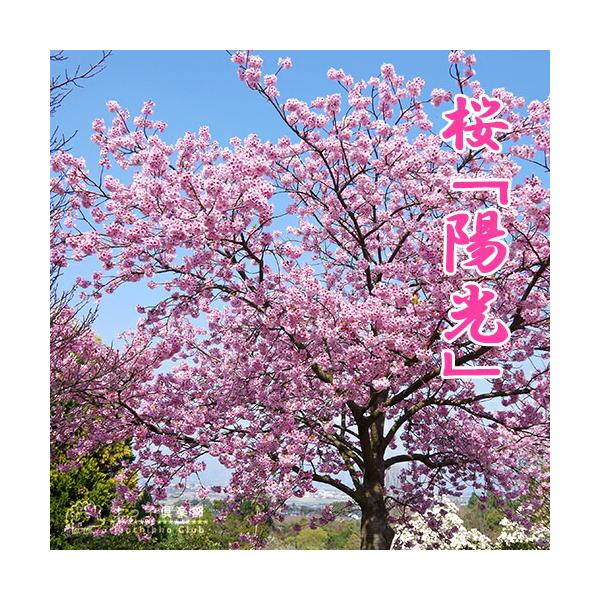 桜 『 陽光 』 接ぎ木 10.5cmポット 苗木