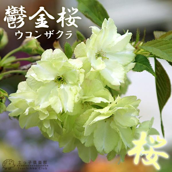 黄桜 『 鬱金桜 （ ウコンザクラ ）』 接ぎ木 12cmポット 苗木 : 花と