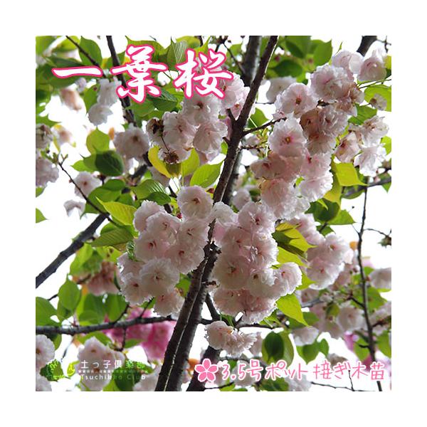 一葉桜は、サトザクラの代表的な園芸品種で、細かい切れ込みのある八重咲きです。花びらの内側が白いので、開花時は淡紅色で 満開になるにつれて白に近づきます。 1〜2本の葉化した雌しべが特徴で、名前の由来にもなっています。染井吉野が終わった頃に開...