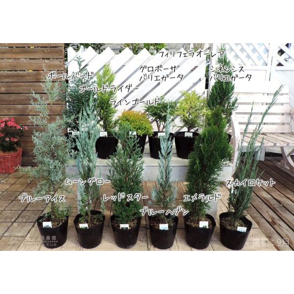 コニファー ブルーアイス 15cmポット苗 Buyee Servicio De Proxy Japones Buyee Compra En Japon