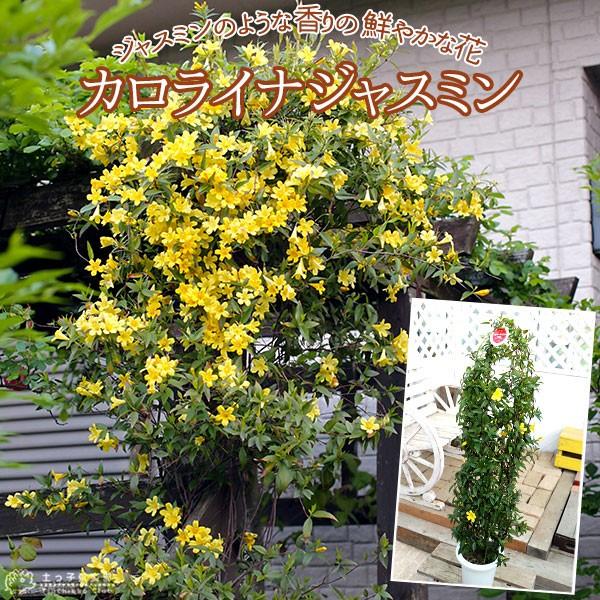 カロライナジャスミン 6号鉢植え T 197 H6 花と緑の専門店 土っ子倶楽部 通販 Yahoo ショッピング