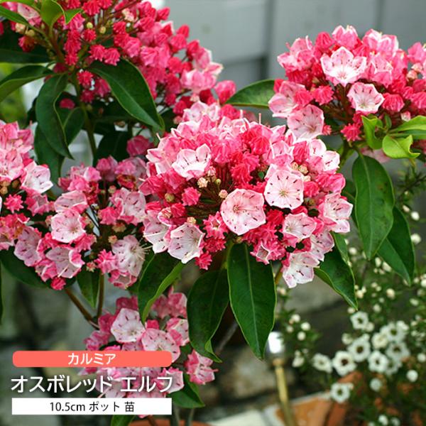 カルミア 10.5cm ポット 苗 オスボレッド エルフ 金平糖 ツツジ科 常緑