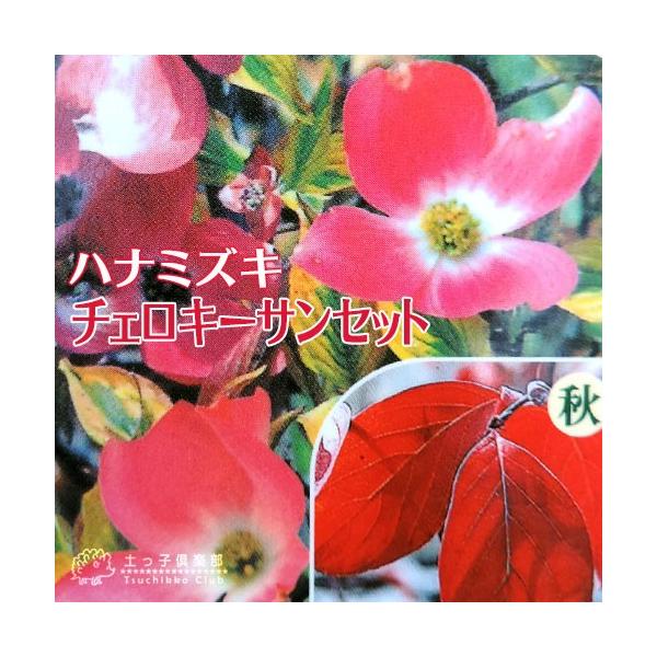 ハナミズキ 『 チェロキーサンセット 』 斑入り葉 18cmポット苗