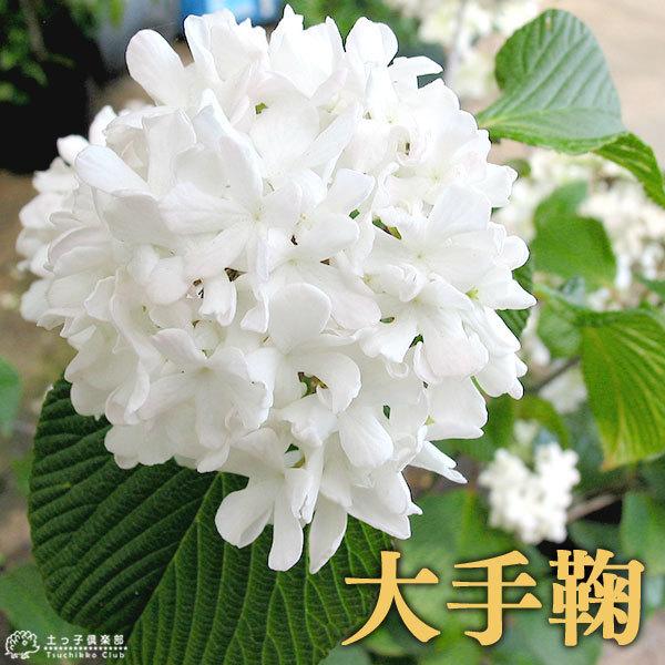 オオデマリ （ 大手毬 ） 10.5cmポット苗木 : 花と緑の専門店 土っ子