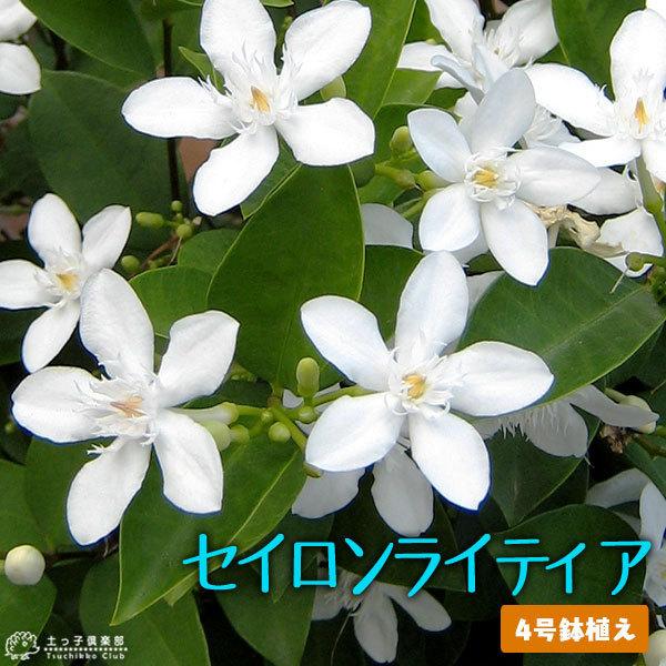 花芽付き セイロンライティア 4号鉢植え 夏の花 T 228 H4 花と緑の専門店 土っ子倶楽部 通販 Yahoo ショッピング