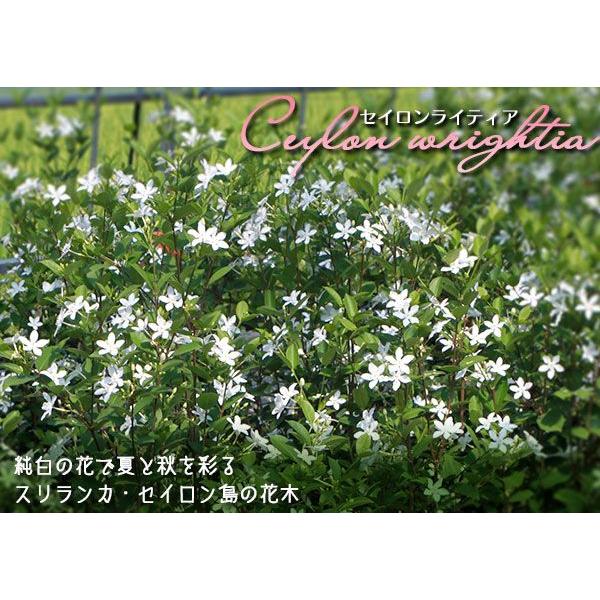 セイロンライティア 花芽付き 5号角鉢 Buyee Buyee 日本の通販商品 オークションの代理入札 代理購入