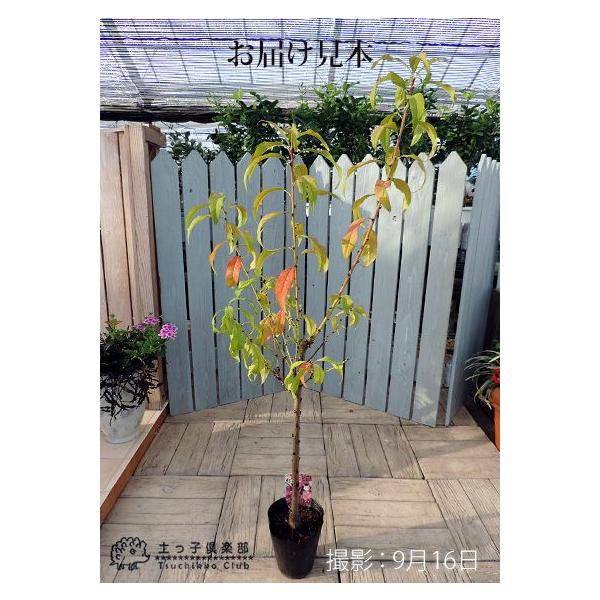 菊桃 花桃 踊り子 13 5cmポット苗 Buyee Buyee Japanese Proxy Service Buy From Japan Bot Online