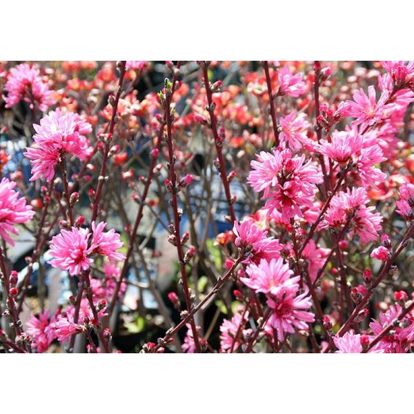 菊桃 花桃 踊り子 13 5cmポット苗 Buyee Buyee Japanese Proxy Service Buy From Japan Bot Online