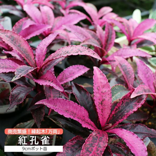 赤い実がつく万両は冬を彩る花木として古くから愛されています。江戸時代からたくさんの品種が作られていて、この「紅孔雀」は、紅色の斑入り葉が美しいことから珍重されています。鉢植え、寄せ植え、庭植えにピッタリ。「万両」という名は、千両より実が美し...